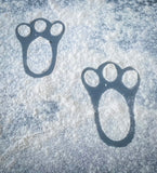 Easter Bunny Tracks